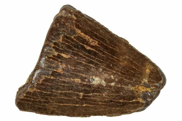 Tyrannosaur Tooth Tip - Judith River Formation #276433